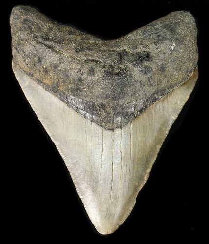 Serrated, Megalodon Tooth - North Carolina #48286